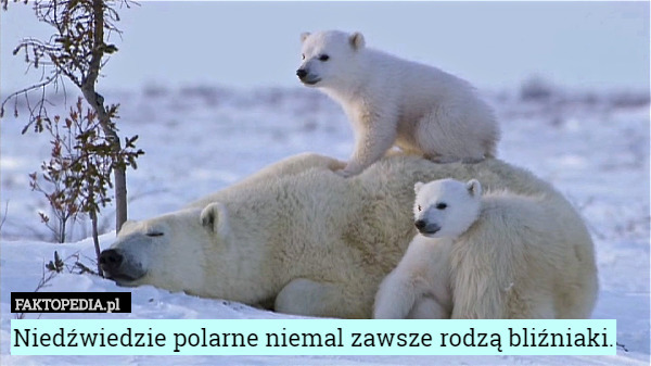 Niedźwiedzie polarne niemal zawsze rodzą bliźniaki. 