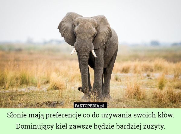 Słonie mają preferencje co do używania swoich kłów. Dominujący kieł zawsze będzie bardziej zużyty. 