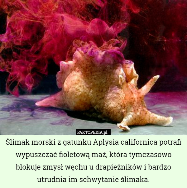 Ślimak morski z gatunku Aplysia californica potrafi wypuszczać fioletową maź, która tymczasowo blokuje zmysł węchu u drapieżników i bardzo utrudnia im schwytanie ślimaka. 