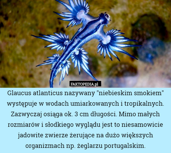 Glaucus atlanticus nazywany "niebieskim smokiem" występuje w wodach umiarkowanych i tropikalnych. Zazwyczaj osiąga ok. 3 cm długości. Mimo małych rozmiarów i słodkiego wyglądu jest to niesamowicie jadowite zwierze żerujące na dużo większych organizmach np. żeglarzu portugalskim. 