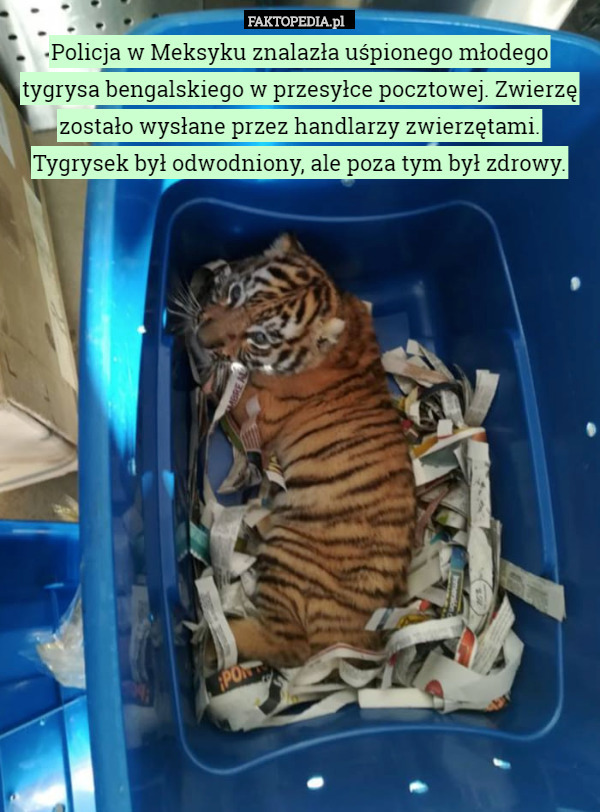 Policja w Meksyku znalazła uśpionego młodego tygrysa bengalskiego w przesyłce pocztowej. Zwierzę zostało wysłane przez handlarzy zwierzętami. Tygrysek był odwodniony, ale poza tym był zdrowy. 