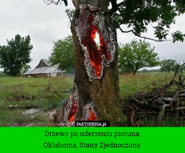 Drzewo po uderzeniu pioruna.
Oklahoma, Stany Zjednoczone. 