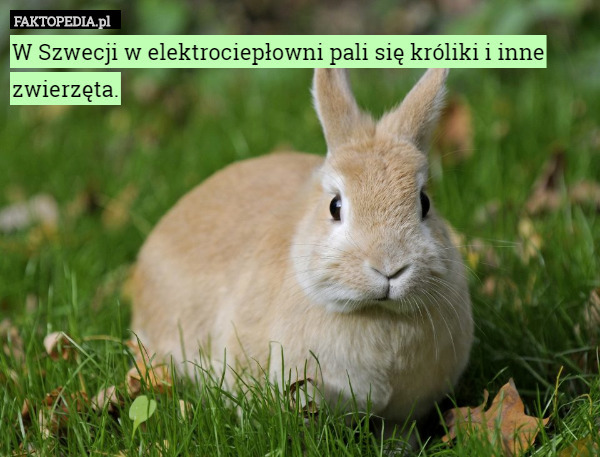 W Szwecji w elektrociepłowni pali się króliki i inne zwierzęta. 