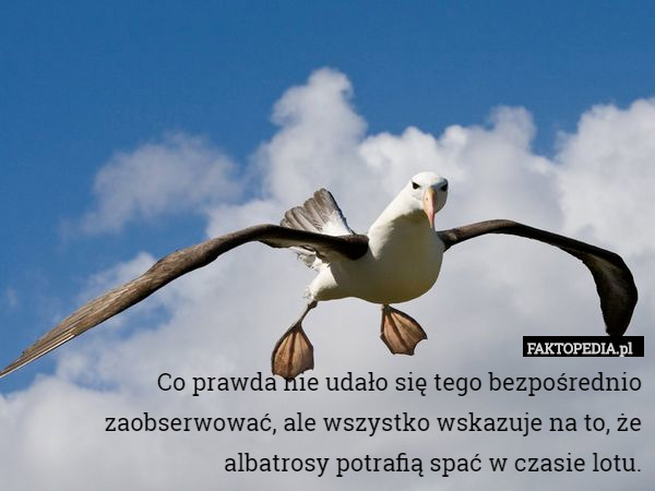 Co prawda nie udało się tego bezpośrednio zaobserwować, ale wszystko wskazuje na to, że albatrosy potrafią spać w czasie lotu. 
