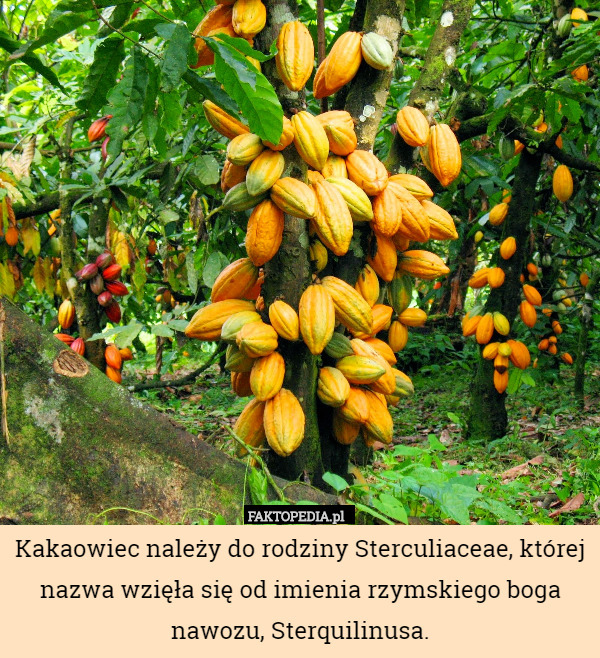 Kakaowiec należy do rodziny Sterculiaceae, której nazwa wzięła się od imienia rzymskiego boga nawozu, Sterquilinusa. 