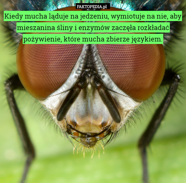 Kiedy mucha ląduje na jedzeniu, wymiotuje na nie, aby mieszanina śliny i enzymów zaczęła rozkładać pożywienie, które mucha zbierze językiem. 