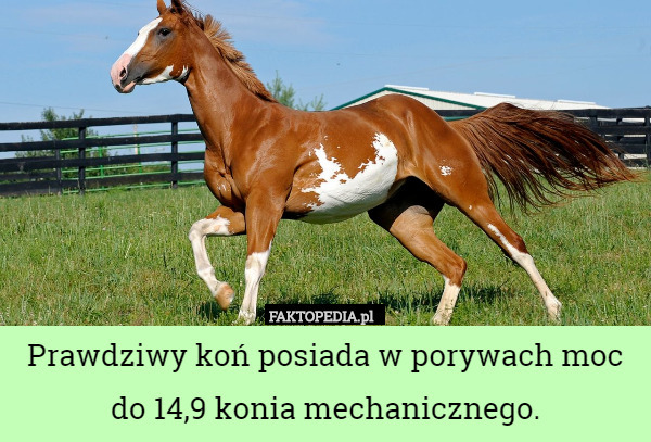 Prawdziwy koń posiada w porywach moc do 14,9 konia mechanicznego. 