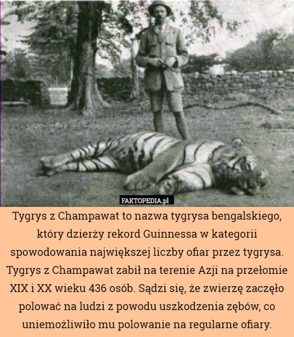 Tygrys z Champawat to nazwa tygrysa bengalskiego, który dzierży rekord Guinnessa w kategorii spowodowania największej liczby ofiar przez tygrysa. Tygrys z Champawat zabił na terenie Azji na przełomie XIX i XX wieku 436 osób. Sądzi się, że zwierzę zaczęło polować na ludzi z powodu uszkodzenia zębów, co uniemożliwiło mu polowanie na regularne ofiary. 