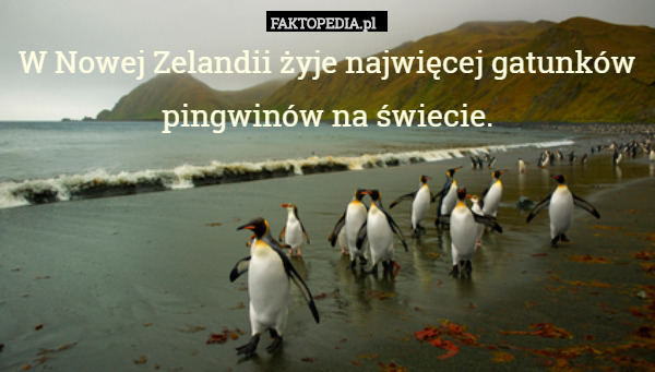 W Nowej Zelandii żyje najwięcej gatunków pingwinów na świecie. 
