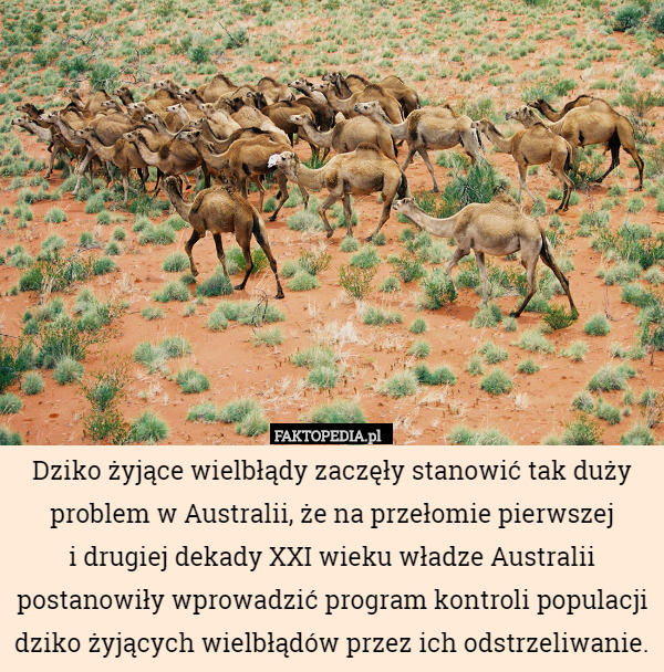 Dziko żyjące wielbłądy zaczęły stanowić tak duży problem w Australii, że na przełomie pierwszej
 i drugiej dekady XXI wieku władze Australii postanowiły wprowadzić program kontroli populacji dziko żyjących wielbłądów przez ich odstrzeliwanie. 