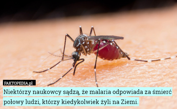 Niektórzy naukowcy sądzą, że malaria odpowiada za śmierć połowy ludzi, którzy kiedykolwiek żyli na Ziemi. 