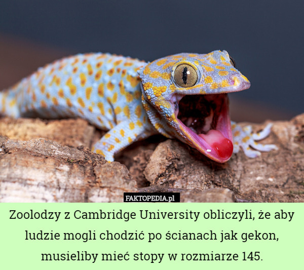 Zoolodzy z Cambridge University obliczyli, że aby ludzie mogli chodzić po ścianach jak gekon, musieliby mieć stopy w rozmiarze 145. 