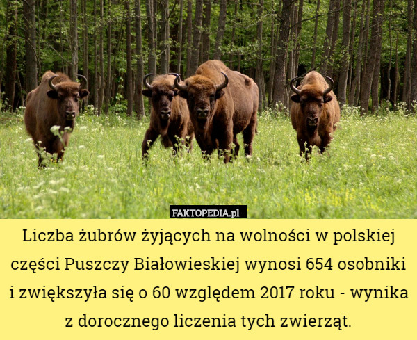 Liczba żubrów żyjących na wolności w polskiej części Puszczy Białowieskiej wynosi 654 osobniki i zwiększyła się o 60 względem 2017 roku - wynika z dorocznego liczenia tych zwierząt. 