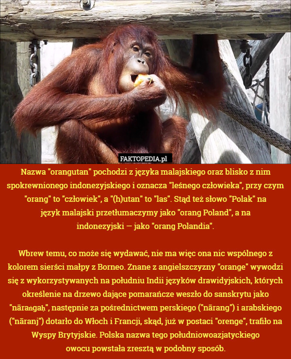 Nazwa "orangutan" pochodzi z języka malajskiego oraz blisko z nim spokrewnionego indonezyjskiego i oznacza "leśnego człowieka", przy czym "orang" to "człowiek", a "(h)utan" to "las". Stąd też słowo "Polak" na
język malajski przetłumaczymy jako "orang Poland", a na
indonezyjski — jako "orang Polandia".

Wbrew temu, co może się wydawać, nie ma więc ona nic wspólnego z kolorem sierści małpy z Borneo. Znane z angielszczyzny "orange" wywodzi się z wykorzystywanych na południu Indii języków drawidyjskich, których określenie na drzewo dające pomarańcze weszło do sanskrytu jako "nāraṅgaḥ", następnie za pośrednictwem perskiego ("nārang") i arabskiego ("nāranj") dotarło do Włoch i Francji, skąd, już w postaci "orenge", trafiło na Wyspy Brytyjskie. Polska nazwa tego południowoazjatyckiego
owocu powstała zresztą w podobny sposób. 