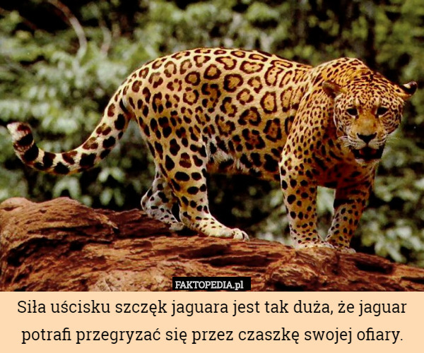 Siła uścisku szczęk jaguara jest tak duża, że jaguar potrafi przegryzać się przez czaszkę swojej ofiary. 