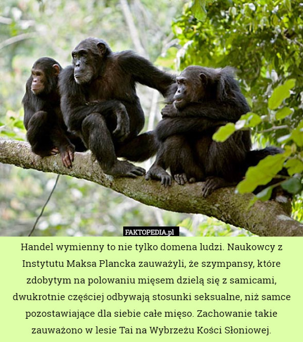 Handel wymienny to nie tylko domena ludzi. Naukowcy z Instytutu Maksa Plancka zauważyli, że szympansy, które zdobytym na polowaniu mięsem dzielą się z samicami, dwukrotnie częściej odbywają stosunki seksualne, niż samce pozostawiające dla siebie całe mięso. Zachowanie takie zauważono w lesie Tai na Wybrzeżu Kości Słoniowej. 