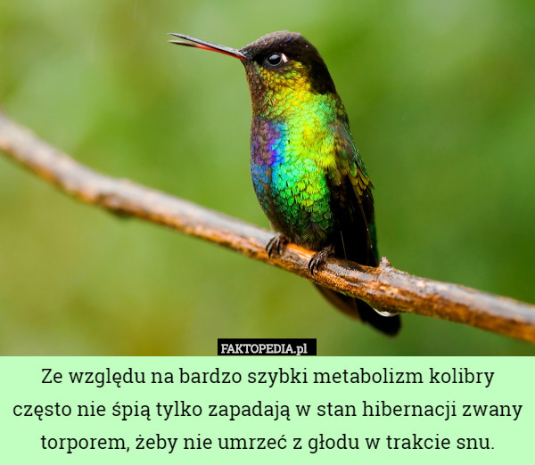 Ze względu na bardzo szybki metabolizm kolibry często nie śpią tylko zapadają w stan hibernacji zwany torporem, żeby nie umrzeć z głodu w trakcie snu. 