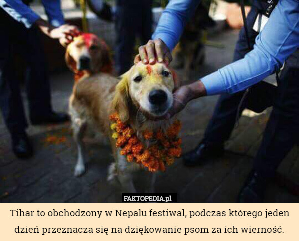 Tihar to obchodzony w Nepalu festiwal, podczas którego jeden dzień przeznacza się na dziękowanie psom za ich wierność. 