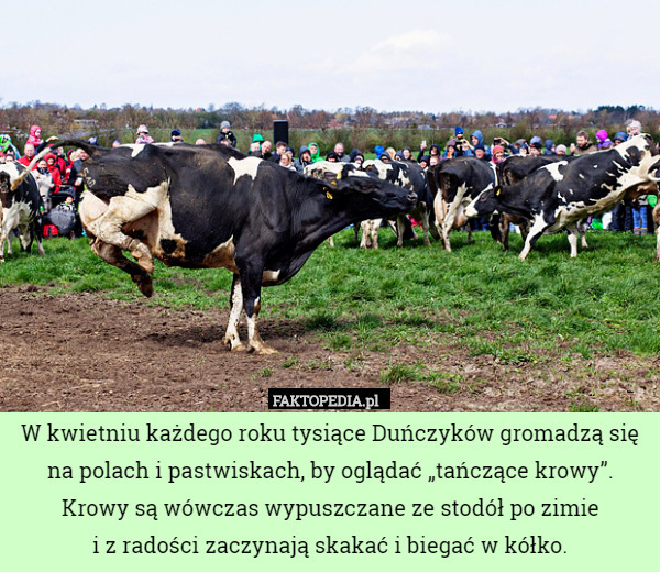 W kwietniu każdego roku tysiące Duńczyków gromadzą się na polach i pastwiskach, by oglądać „tańczące krowy”. Krowy są wówczas wypuszczane ze stodół po zimie
i z radości zaczynają skakać i biegać w kółko. 