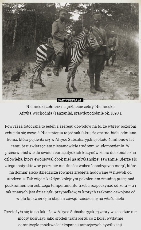Niemiecki żołnierz na grzbiecie zebry, Niemiecka
Afryka Wschodnia (Tanzania), prawdopodobnie ok. 1890 r.

Powyższa fotografia to jeden z szeregu dowodów na to, że wbrew pozorom zebrę da się oswoić. Nie zmienia to jednak faktu, że czarno-biała odmiana konia, która pojawiła się w Afryce Subsaharyjskiej około 4 milionów lat temu, jest zwierzęciem niesamowicie trudnym w udomowieniu. W przeciwieństwie do swoich eurazjatyckich kuzynów zebra doskonale zna człowieka, który ewoluował obok niej na afrykańskiej sawannie. Bierze się z tego instynktowne poczucie nieufności wobec "chodzących małp", które na domiar złego dziedziczą również źrebięta hodowane w niewoli od urodzenia. Tak więc z każdym kolejnym pokoleniem żmudną pracę nad poskromieniem zebrzego temperamentu trzeba rozpoczynać od zera — a i tak znanych jest dziesiątki przypadków, w których rzekomo oswojone od wielu lat zwierzę ni stąd, ni zowąd rzucało się na właściciela.

Przełożyło się to na fakt, że w Afryce Subsaharyjskiej zebry w zasadzie nie mogły posłużyć jako środek transportu, co z kolei wydatnie
ograniczyło możliwości ekspansji tamtejszych cywilizacji. 