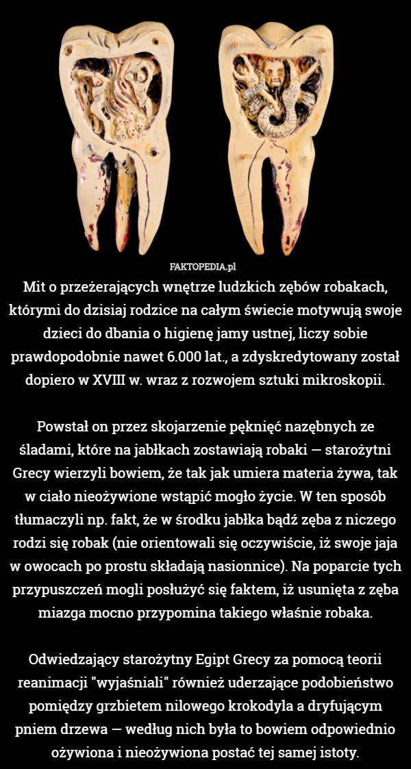 Mit o przeżerających wnętrze ludzkich zębów robakach, którymi do dzisiaj rodzice na całym świecie motywują swoje dzieci do dbania o higienę jamy ustnej, liczy sobie prawdopodobnie nawet 6.000 lat., a zdyskredytowany został dopiero w XVIII w. wraz z rozwojem sztuki mikroskopii.

Powstał on przez skojarzenie pęknięć nazębnych ze śladami, które na jabłkach zostawiają robaki — starożytni Grecy wierzyli bowiem, że tak jak umiera materia żywa, tak w ciało nieożywione wstąpić mogło życie. W ten sposób tłumaczyli np. fakt, że w środku jabłka bądź zęba z niczego rodzi się robak (nie orientowali się oczywiście, iż swoje jaja w owocach po prostu składają nasionnice). Na poparcie tych przypuszczeń mogli posłużyć się faktem, iż usunięta z zęba miazga mocno przypomina takiego właśnie robaka.

Odwiedzający starożytny Egipt Grecy za pomocą teorii reanimacji "wyjaśniali" również uderzające podobieństwo pomiędzy grzbietem nilowego krokodyla a dryfującym pniem drzewa — według nich była to bowiem odpowiednio ożywiona i nieożywiona postać tej samej istoty. 