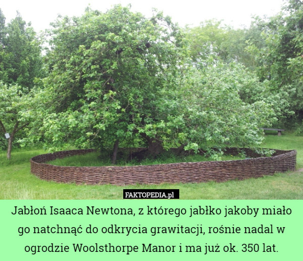 Jabłoń Isaaca Newtona, z którego jabłko jakoby miało go natchnąć do odkrycia grawitacji, rośnie nadal w ogrodzie Woolsthorpe Manor i ma już ok. 350 lat. 