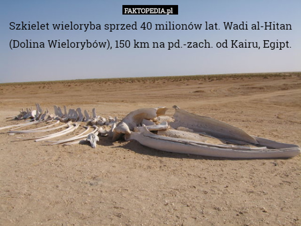 Szkielet wieloryba sprzed 40 milionów lat. Wadi al-Hitan (Dolina Wielorybów), 150 km na pd.-zach. od Kairu, Egipt. 
