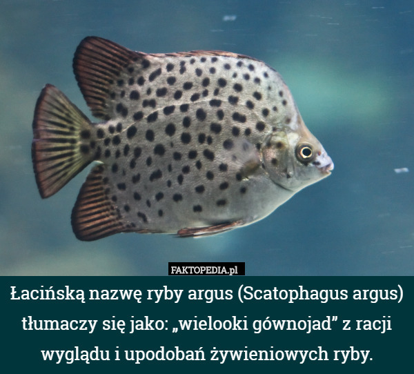 Łacińską nazwę ryby argus (Scatophagus argus) tłumaczy się jako: „wielooki gównojad” z racji wyglądu i upodobań żywieniowych ryby. 