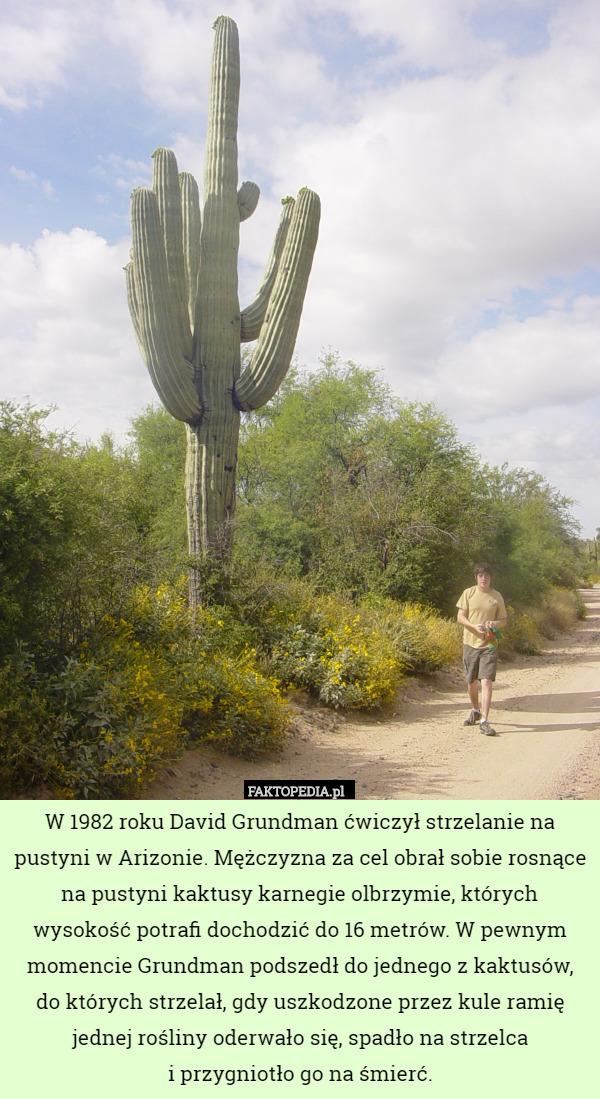 W 1982 roku David Grundman ćwiczył strzelanie na pustyni w Arizonie. Mężczyzna za cel obrał sobie rosnące na pustyni kaktusy karnegie olbrzymie, których wysokość potrafi dochodzić do 16 metrów. W pewnym momencie Grundman podszedł do jednego z kaktusów, do których strzelał, gdy uszkodzone przez kule ramię jednej rośliny oderwało się, spadło na strzelca
i przygniotło go na śmierć. 