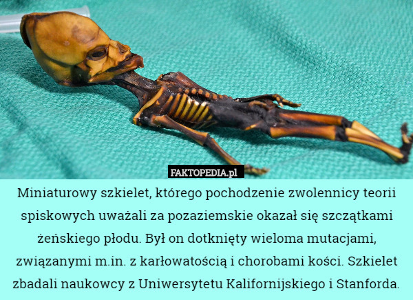 Miniaturowy szkielet, którego pochodzenie zwolennicy teorii spiskowych uważali za pozaziemskie okazał się szczątkami żeńskiego płodu. Był on dotknięty wieloma mutacjami, związanymi m.in. z karłowatością i chorobami kości. Szkielet zbadali naukowcy z Uniwersytetu Kalifornijskiego i Stanforda. 