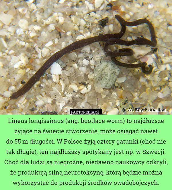 Lineus longissimus (ang. bootlace worm) to najdłuższe żyjące na świecie stworzenie, może osiągać nawet
do 55 m długości. W Polsce żyją cztery gatunki (choć nie tak długie), ten najdłuższy spotykany jest np. w Szwecji. Choć dla ludzi są niegroźne, niedawno naukowcy odkryli, że produkują silną neurotoksynę, którą będzie można wykorzystać do produkcji środków owadobójczych. 