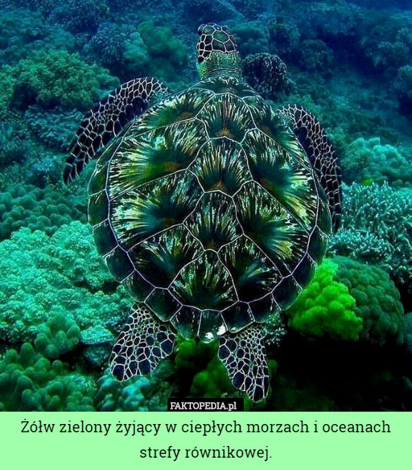 Żółw zielony żyjący w ciepłych morzach i oceanach strefy równikowej. 