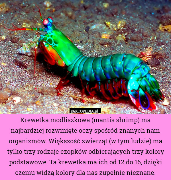 Krewetka modliszkowa (mantis shrimp) ma najbardziej rozwinięte oczy spośród znanych nam organizmów. Większość zwierząt (w tym ludzie) ma tylko trzy rodzaje czopków odbierających trzy kolory podstawowe. Ta krewetka ma ich od 12 do 16, dzięki czemu widzą kolory dla nas zupełnie nieznane. 