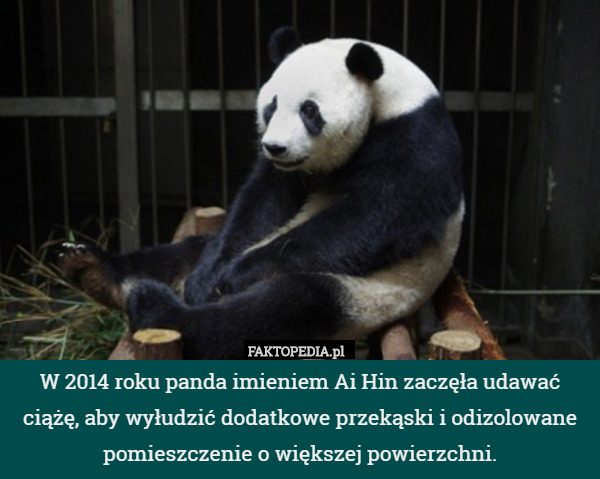 W 2014 roku panda imieniem Ai Hin zaczęła udawać ciążę, aby wyłudzić dodatkowe przekąski i odizolowane pomieszczenie o większej powierzchni. 