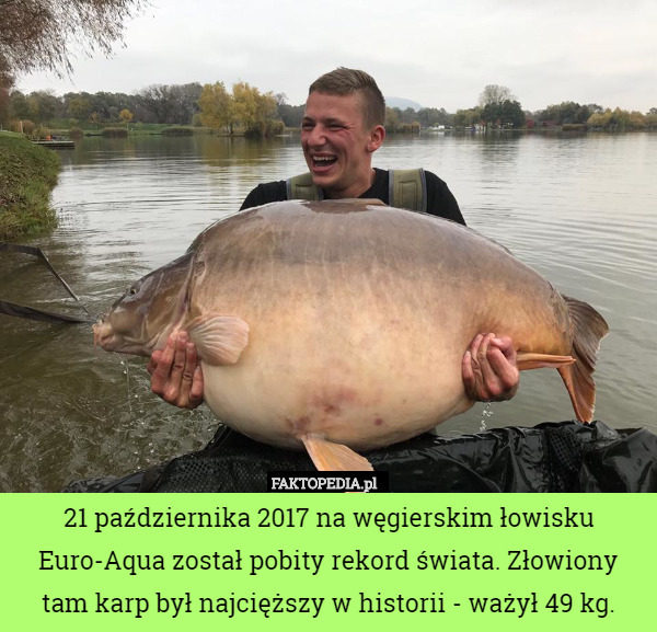 21 października 2017 na węgierskim łowisku Euro-Aqua został pobity rekord świata. Złowiony tam karp był najcięższy w historii - ważył 49 kg. 
