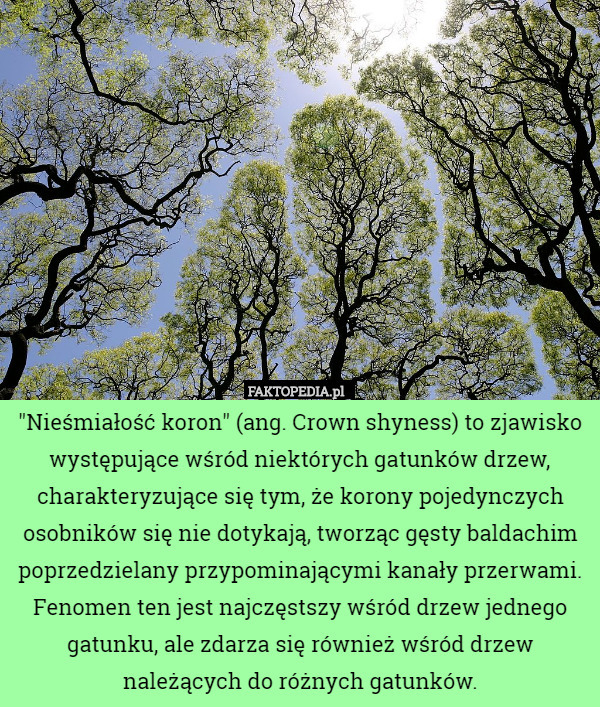 "Nieśmiałość koron" (ang. Crown shyness) to zjawisko występujące wśród niektórych gatunków drzew, charakteryzujące się tym, że korony pojedynczych osobników się nie dotykają, tworząc gęsty baldachim poprzedzielany przypominającymi kanały przerwami. Fenomen ten jest najczęstszy wśród drzew jednego gatunku, ale zdarza się również wśród drzew należących do różnych gatunków. 