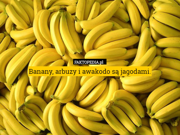Banany, arbuzy i awakodo są jagodami. 