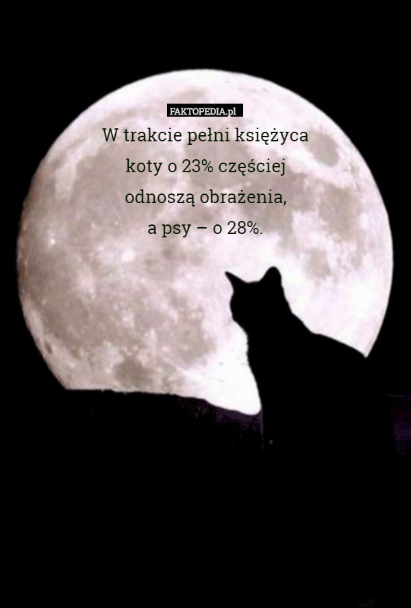 W trakcie pełni księżyca
koty o 23% częściej
odnoszą obrażenia,
a psy – o 28%. 