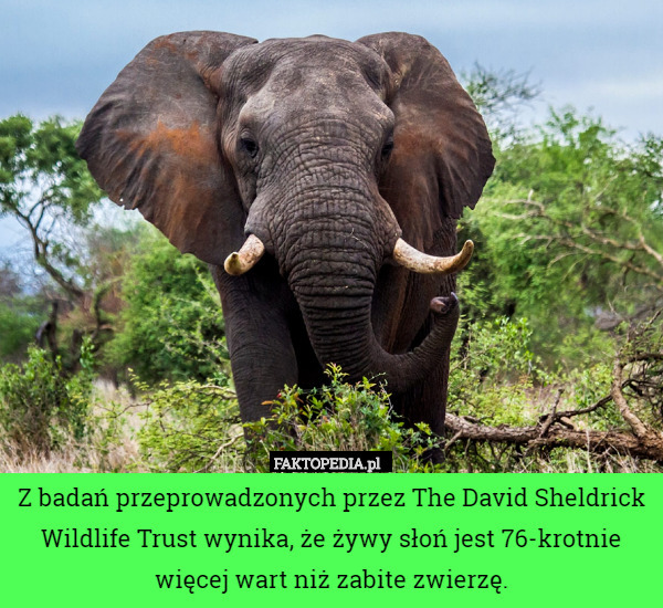 Z badań przeprowadzonych przez The David Sheldrick Wildlife Trust wynika, że żywy słoń jest 76-krotnie więcej wart niż zabite zwierzę. 
