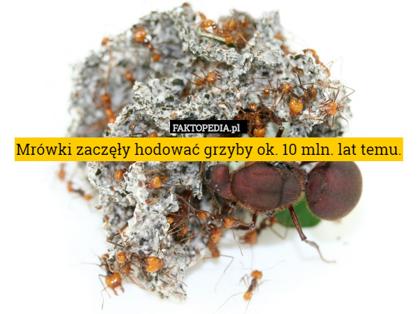 Mrówki zaczęły hodować grzyby ok. 10 mln. lat temu. 