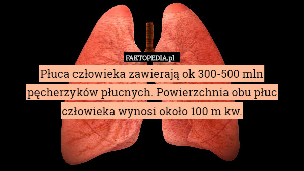 Płuca człowieka zawierają ok 300-500 mln pęcherzyków płucnych. Powierzchnia obu płuc człowieka wynosi około 100 m kw. 