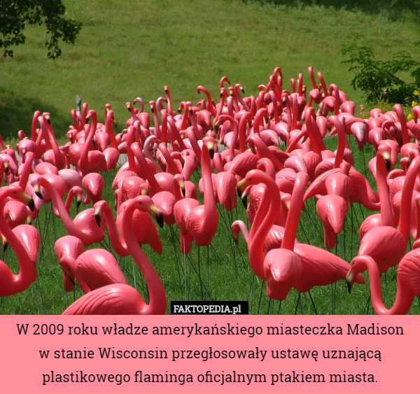 W 2009 roku władze amerykańskiego miasteczka Madison
w stanie Wisconsin przegłosowały ustawę uznającą plastikowego flaminga oficjalnym ptakiem miasta. 
