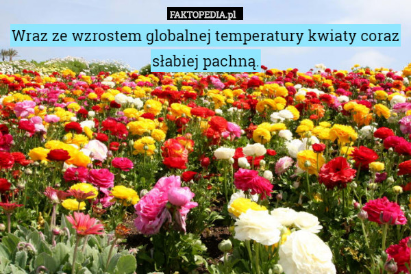 Wraz ze wzrostem globalnej temperatury kwiaty coraz słabiej pachną. 