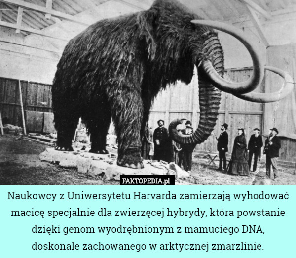 Naukowcy z Uniwersytetu Harvarda zamierzają wyhodować macicę specjalnie dla zwierzęcej hybrydy, która powstanie dzięki genom wyodrębnionym z mamuciego DNA,
 doskonale zachowanego w arktycznej zmarzlinie. 