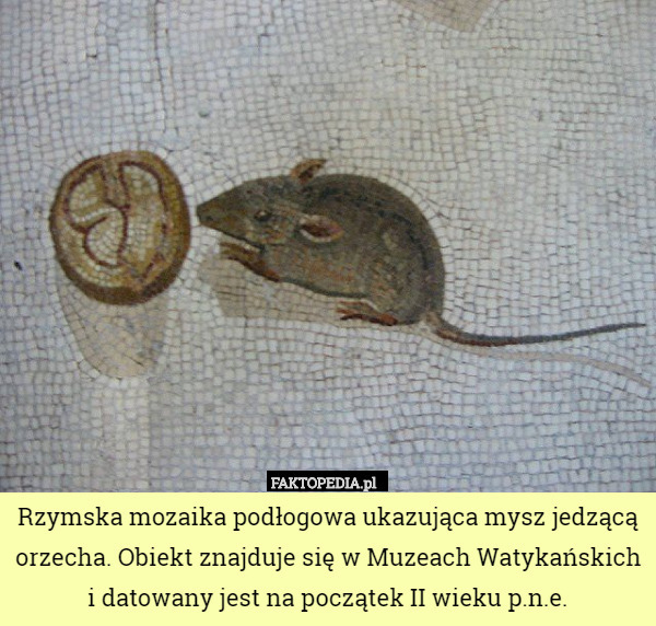 Rzymska mozaika podłogowa ukazująca mysz jedzącą orzecha. Obiekt znajduje się w Muzeach Watykańskich i datowany jest na początek II wieku p.n.e. 