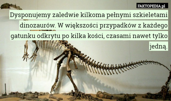 Dysponujemy zaledwie kilkoma pełnymi szkieletami dinozaurów. W większości przypadków z każdego gatunku odkrytu po kilka kości, czasami nawet tylko jedną. 