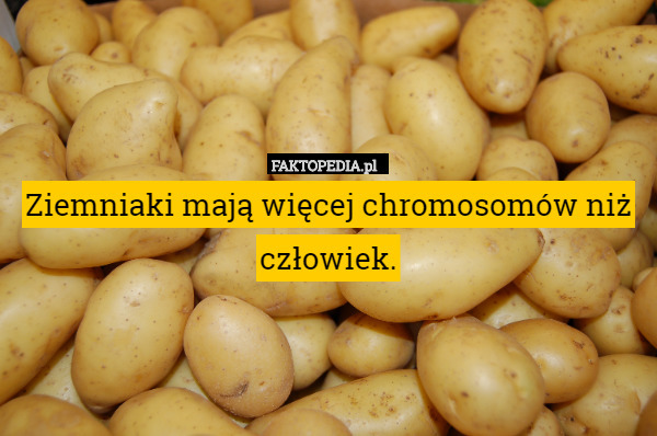 Ziemniaki mają więcej chromosomów niż człowiek. 