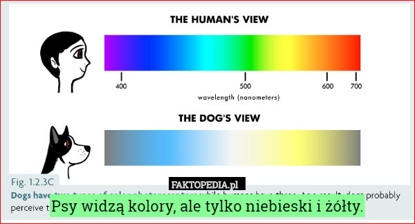 Psy widzą kolory, ale tylko niebieski i żółty. 