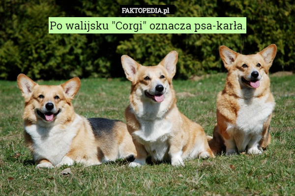 Po walijsku "Corgi" oznacza psa-karła. 