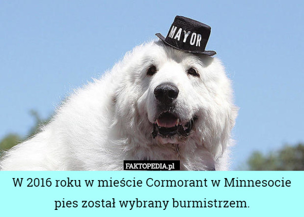 W 2016 roku w mieście Cormorant w Minnesocie pies został wybrany burmistrzem. 